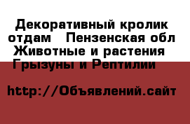 Декоративный кролик отдам - Пензенская обл. Животные и растения » Грызуны и Рептилии   
